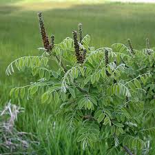 Image result for Indigofera cylindracea