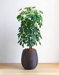 Dwarf Umbrella Trees Buying Growing Guide Trees Com Hanging Plants Indoor Umbrella Plant Umbrella Tree