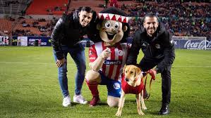 Maybe you would like to learn more about one of these? Dia Mundial Del Perro Por Que Se Celebra El 21 De Julio Marca Claro Mexico
