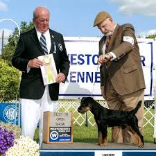 Image result for jagdteriér