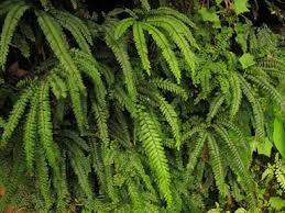 Image result for Adiantum hispidulum