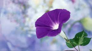 Morning glory flowers are a common sight in many landscapes. Morning Glory Greeting The Sun With Vivacity Cgtn