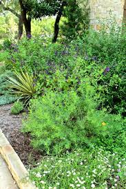 Foxtail Fern Archives Diana S Designs Austin