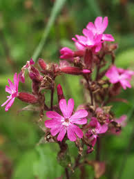 Kamille (ægte kamille, vellugtende kamille, lægekamille, dansk kamelblomst, kamilleblomst, sankthansblomst, tysk kamille, korelblomst, sødurt, munkekrone, rugurt med flere). Rod Jonsokblom Hele