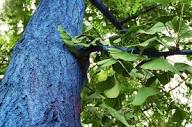 The Blue Trees - Arnold Arboretum | Arnold Arboretum