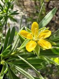 Image result for Surianaceae