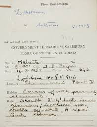 Image result for Lopholaena sp.no.1