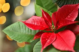 Check spelling or type a new query. How To Propagate Poinsettia Plants From Cuttings Gardener S Path