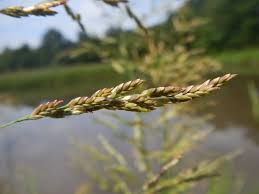 Image result for Glyceria fluitans