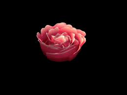 We did not find results for: Blooming Rose Animated Gif Image Gallery Yopriceville High Quality Images And Transparent Png Free Clipart