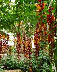 Image result for Thunbergia mysorensis