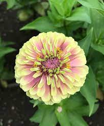 Queen Blush Lime Zinnia John Scheepers Kitchen Garden Seeds Zinnias Unusual Flowers Zinnia Elegans