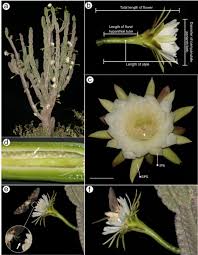 Image result for Cereus jamacaru