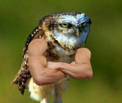 Birds With Human Arms Video Art Art Cute Animals Cartoon Jokes Animals