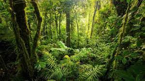Maybe you would like to learn more about one of these? 8 Ciri Ciri Bioma Hutan Hujan Tropis Garda Nasional