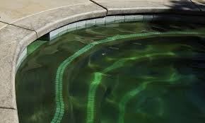 Algen Im Pool Selbst De