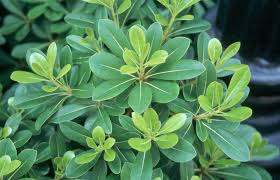 Useful somewhat formal looking ground cover shrub that is always good looking. Pittosporum Tobira Wheelers Dwarf Pittosporum Dwarf Leaf Jpg