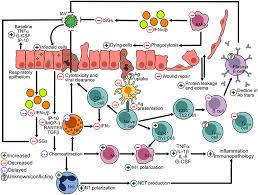 Beginning in september 2008 through april 2013, seasonal sentinel surveillance for avian influenza a viruses (aivs) using domestic geese (anser cygnoides) and ducks (anas platyrhynchos) in the danube delta was established by. Frontiers Impact Of Obesity On Influenza A Virus Pathogenesis Immune Response And Evolution Immunology