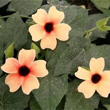 Image result for Thunbergia laborans