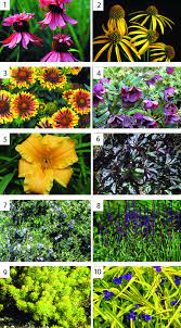 Add color to your garden with a our large selection of perennial flower seeds! Heritage Perennials Greenhouse Canada