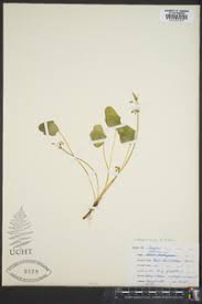 Image result for Oxalis anthelmintica