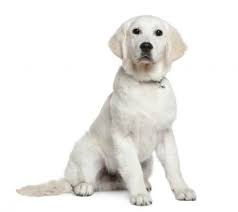 All puppies should show a gradual weight gain. Golden Retriever Growth And Weight Chart Ultimate Guide