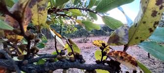 Image result for Hexalobus monopetalus