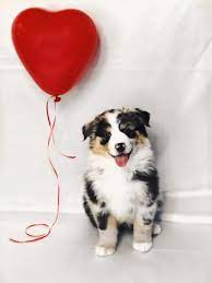 Maybe you would like to learn more about one of these? Stoney Creek Family Puppies Bmo Show