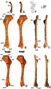 Humerus bone labeled vector illustration diagram. Dromomeron Romeri Dmnh Epv 29956 Right Humerus Labeled Stereopairs Download Scientific Diagram
