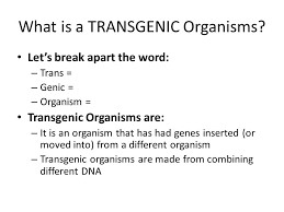 A transgenic organism is one that contains a gene or genes which have been artificially inserted instead of the organism acquiring them through reproduction. Transgenic Organisms Ppt Video Online Download