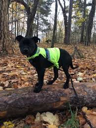 Allie The Puppy Staffy Staffy Dog Staffie Puppies Puppy Breeds