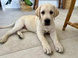 שלום לכולם מחפשים דוגווקר שיעזור לנו להוציא את סימבה החמוד 2/3 פעמיים בשבוע  בשעות הצהריים ליצירת קשר בפרטי