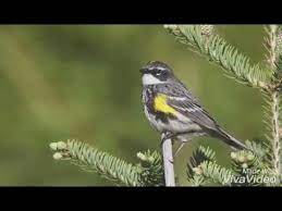 It is the main winter warbler in north america. Yellow Rumped Warbler Song Youtube