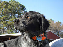 We did not find results for: Brittany Dog Wikipedia