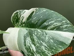 They produce less chlorophyll, and as such photosynthesize a great deal less. Monstera Deliciosa Variegata Kaufen 49 90