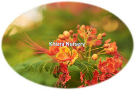 Image result for Begonia pulcherrima