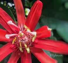 Image result for Passiflora vitifolia