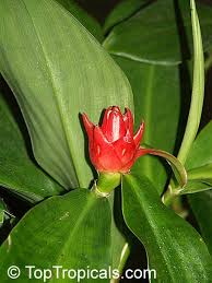 Image result for Renealmia