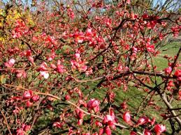 Check spelling or type a new query. Flowering Quince Plant For Sale Get Your Flowering Quince Shrub