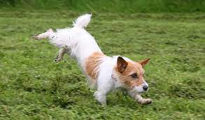 How long do jack russells sleep for? Jack Russell Terrier Breed Information