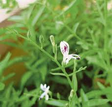 Hempedu bumi merupakan sejenis herba pelbagai khasiat. Bitter But Medicinal