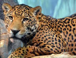 Los jaguares de la selva son generalmente más la caza de jaguares está restringida a 'animales problemáticos' en brasil, costa rica, guatemala. Datos Sobre El Jaguar En Mexico Y En America Matador Network