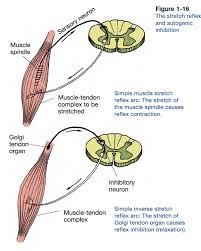 The best diagrams use only individual words or short phrases. Golgi Tendon Organs And Muscle Spindles Explained Ace