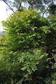 Image result for Homalium