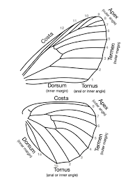 Understanding the basics of bird wing anatomy is a great way to sharpen your bird identification the secondary feathers are less visible on a folded wing and are closer to the bird's back, though they. Dispar
