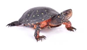 Alibaba.com offers 1,744 spotted turtle products. Spotted Turtle Clemmys Guttata Care Guide All Turtles