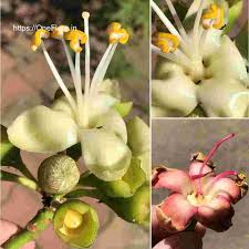 Image result for Ceiba pentandra