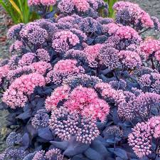 Image result for Sedum