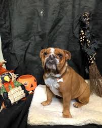 They are a cross between the english victorian bulldogs are slightly larger, tend to be a little bit lighter in the chest, and have a slightly asking the breeder about the genetic history of the parents and also to see any health clearances can. Victorian Bulldog 10 Interesting Facts About This Doggie Breed American Bully Daily