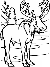Free Printable Moose Coloring Pages For Kids Animal Coloring Pages Deer Coloring Pages Coloring Pages